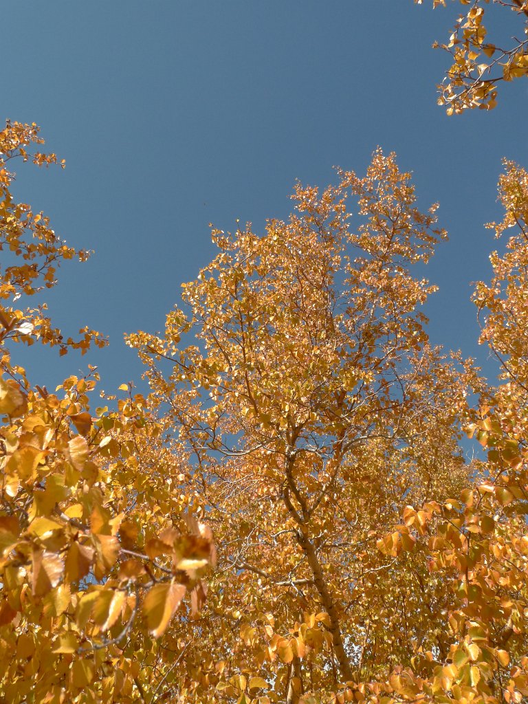 California-Fall2010 585.JPG